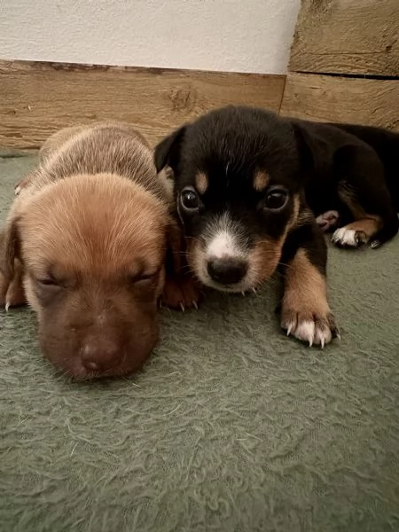 Cuccioli 8 | Foto 4