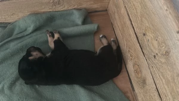 Cuccioli 8 | Foto 1
