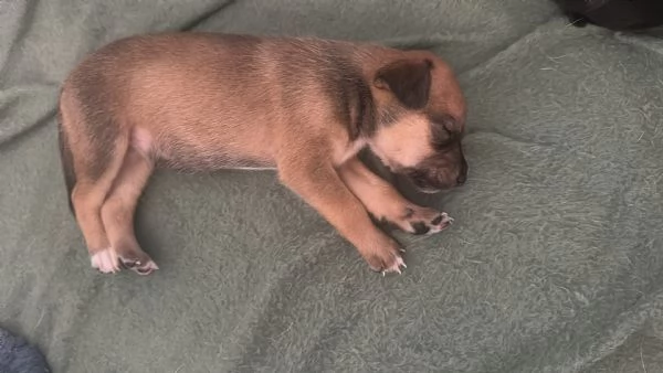 Cuccioli 8 | Foto 0