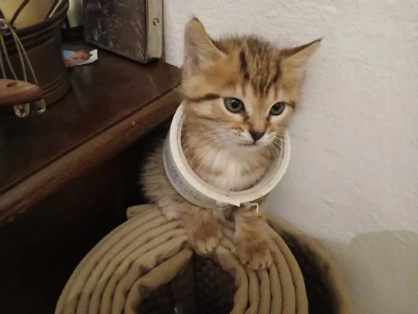 Cucciola bengalese