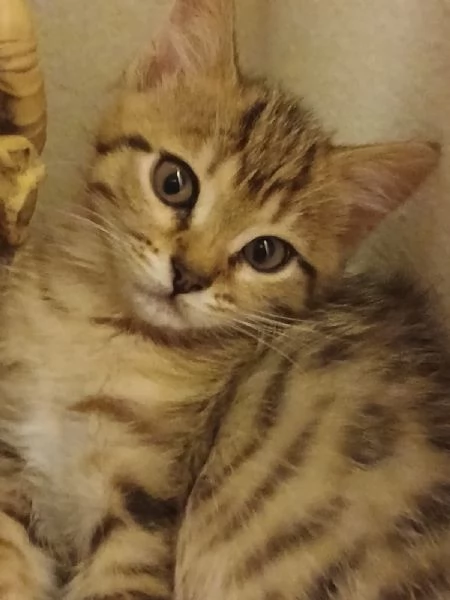 Cucciola bengalese | Foto 1