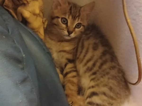Cucciola bengalese | Foto 0