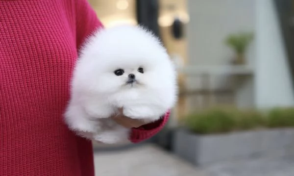 Adorable chiot Toy Volpino Pomerania pour | Foto 6