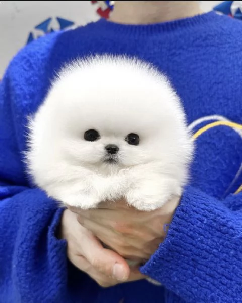 Adorable chiot Toy Volpino Pomerania pour | Foto 5