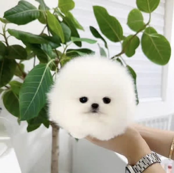 Adorable chiot Toy Volpino Pomerania pour | Foto 4