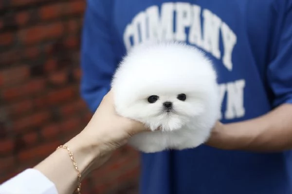 Adorable chiot Toy Volpino Pomerania pour | Foto 3
