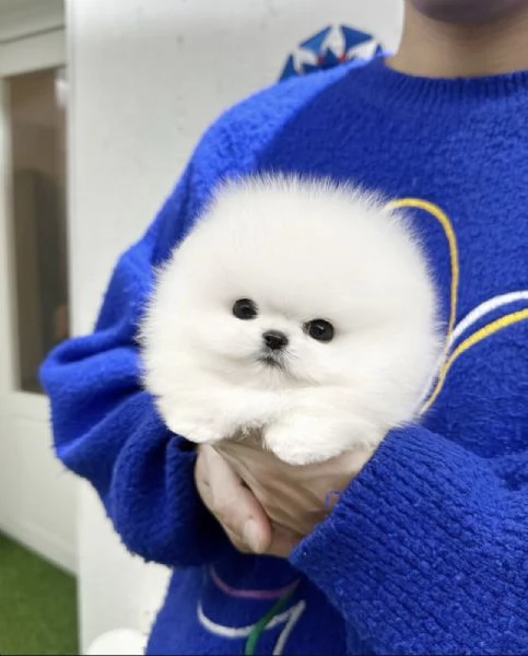 Adorable chiot Toy Volpino Pomerania pour