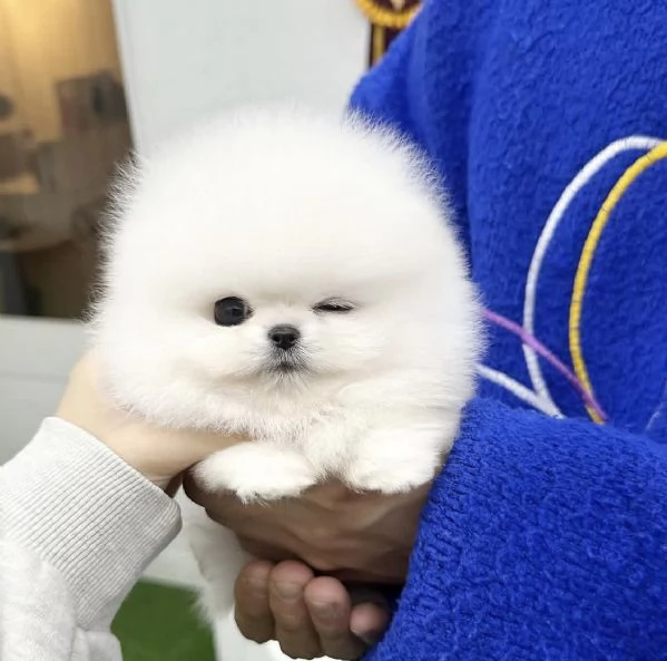 Adorable chiot Toy Volpino Pomerania pour | Foto 2