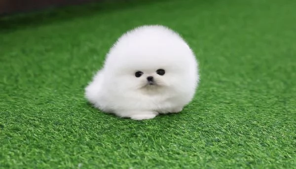 Adorable chiot Toy Volpino Pomerania pour | Foto 1