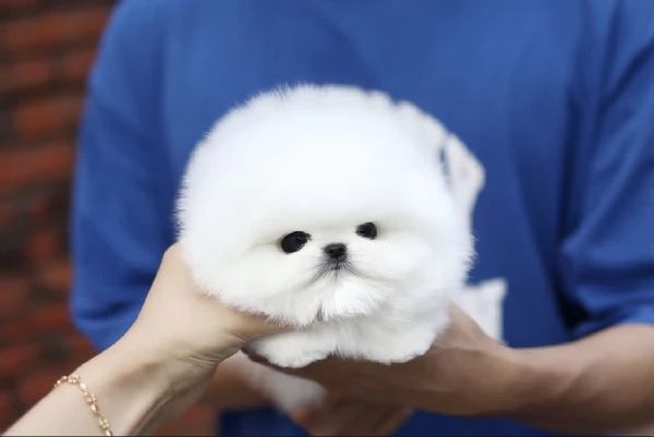 Adorable chiot Toy Volpino Pomerania pour | Foto 0
