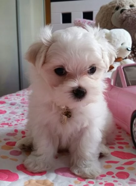 M/F cuccioli di Maltese 4.