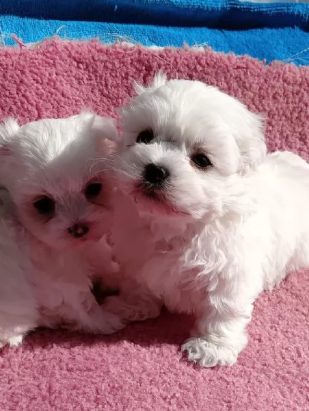 Cuccioli di Maltese mf