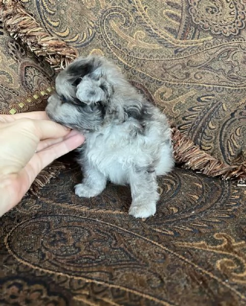 Bellissimi cuccioli di Pomerania mini, maschio e femmina.