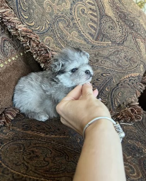 Bellissimi cuccioli di Pomerania mini, maschio e femmina. | Foto 3