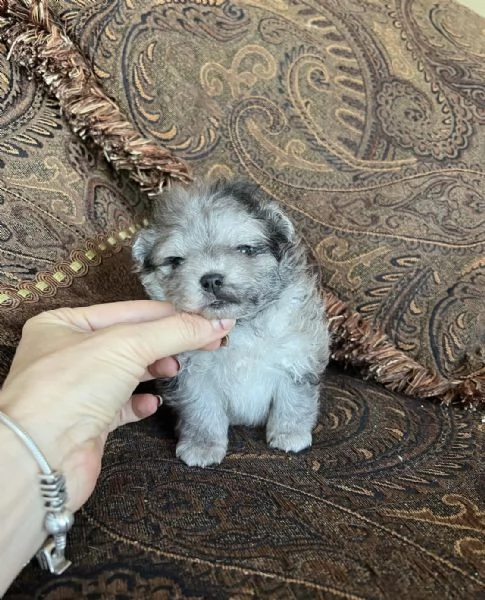 Bellissimi cuccioli di Pomerania mini, maschio e femmina. | Foto 2