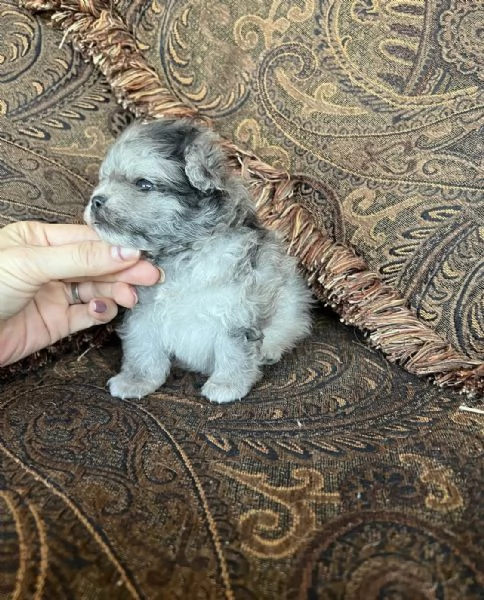 Bellissimi cuccioli di Pomerania mini, maschio e femmina. | Foto 1