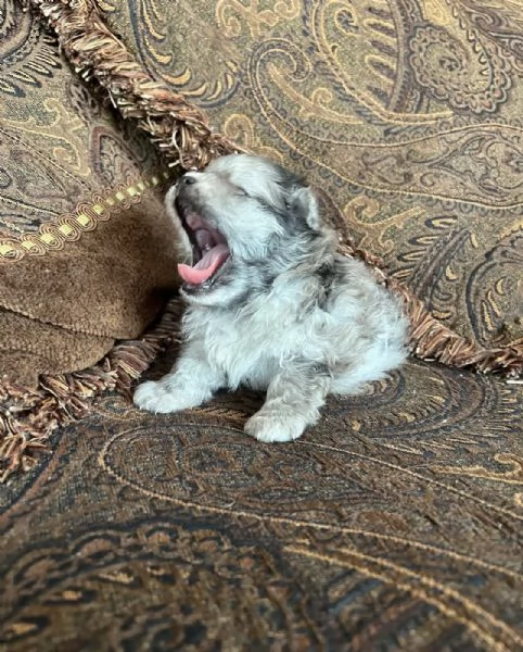 Bellissimi cuccioli di Pomerania mini, maschio e femmina. | Foto 0