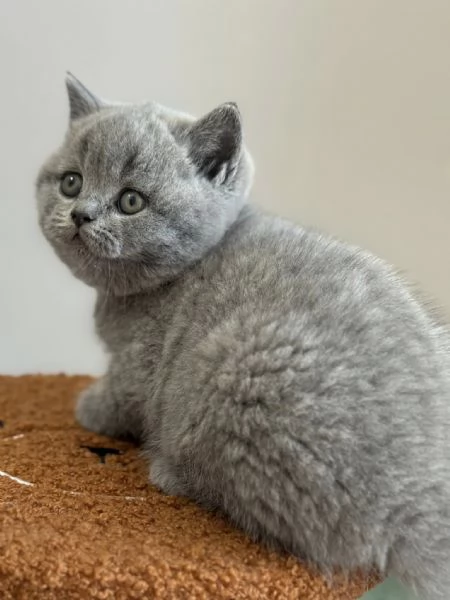 Due cucciole british shorthair