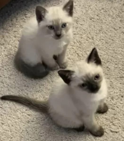 Adozione gattini siamese