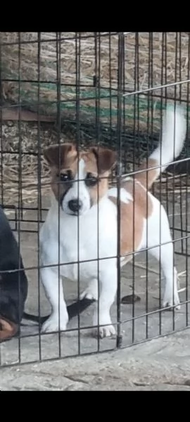 Cucciolo di Jack russel