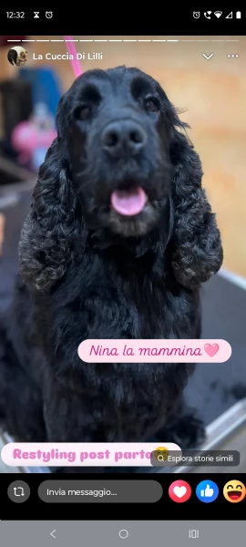 Cuccioli cocker spaniel 