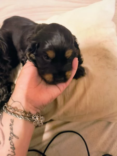 Cuccioli cocker spaniel  | Foto 6
