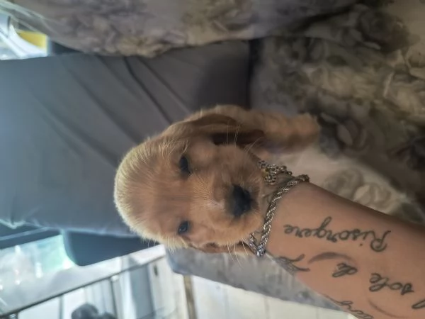 Cuccioli cocker spaniel  | Foto 5