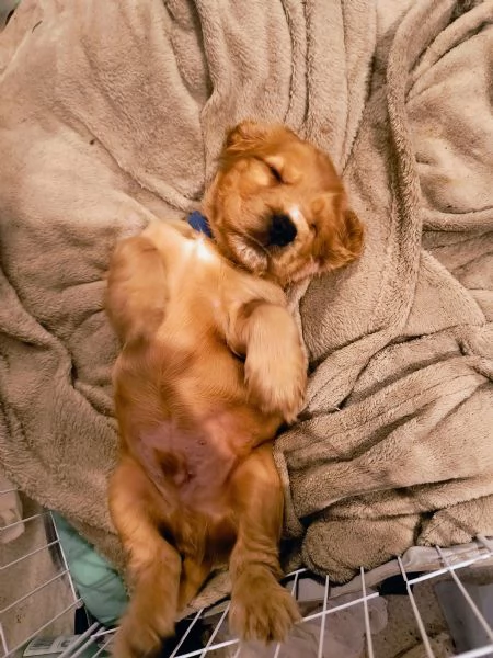 Cuccioli cocker spaniel  | Foto 4