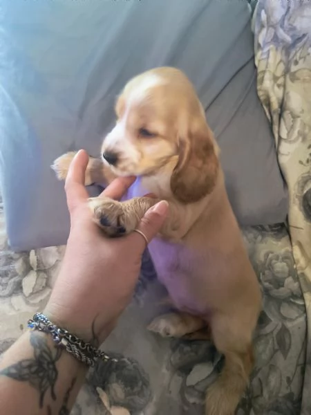Cuccioli cocker spaniel  | Foto 2