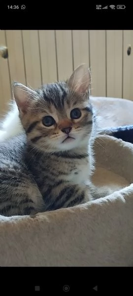 Gatti scottish  | Foto 5