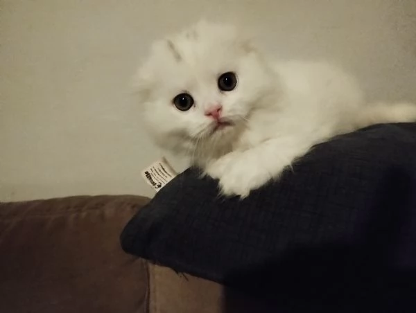Gatti scottish  | Foto 4
