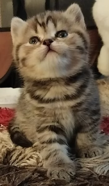 Gatti scottish  | Foto 3