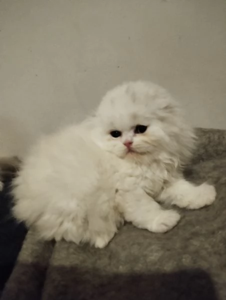 Gatti scottish  | Foto 1