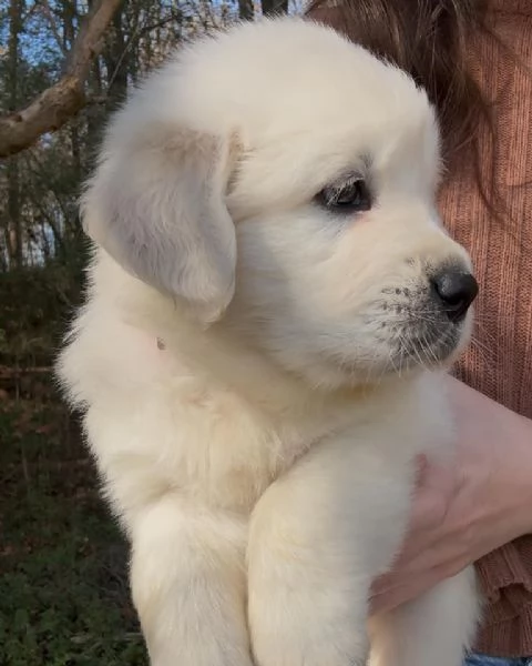 Golden retriever cuccioli