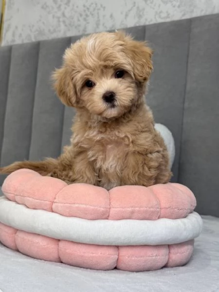 In vendita dolcissima cucciola di Maltipoo, 11 settimane. | Foto 2
