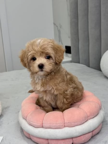 In vendita dolcissima cucciola di Maltipoo, 11 settimane. | Foto 1