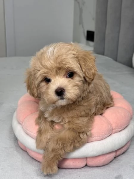 In vendita dolcissima cucciola di Maltipoo, 11 settimane. | Foto 0
