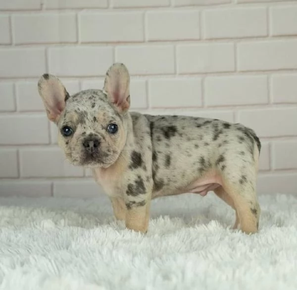 bulldog francese