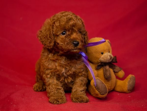 Barboncini toy maschio e femmina