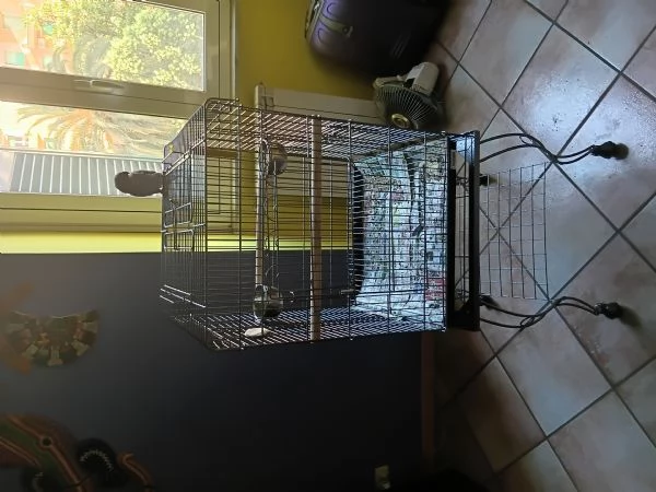 Papagalo  | Foto 0