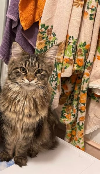 Cucciolo Maine coon | Foto 3