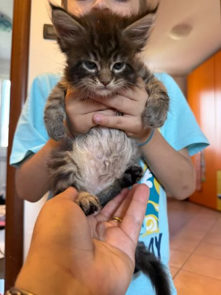 Cucciolo Maine coon | Foto 2