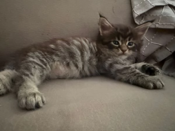 Cucciolo Maine coon | Foto 1