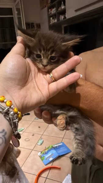 Cucciolo Maine coon | Foto 0