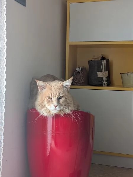 Cucciolo Maine coon