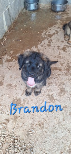 BRANDON & Co., cuccioli tg grande in adozione