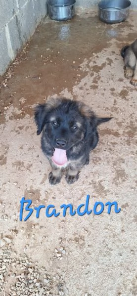 BRANDON & Co., cuccioli tg grande in adozione