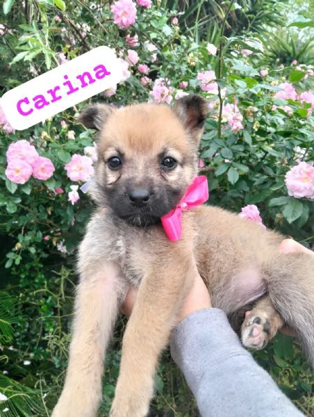 CARINA, cucciola tg medio contenuta in adozione