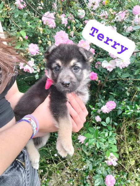 TERRY, cucciola tg media in adozione