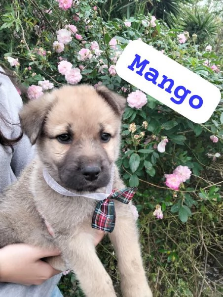 MANGO, cucciolo di tg media in adozione